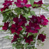 Clematis Nubia 'Evison Rot' - Rote Blütenpracht für Ihren Garten Bild 7