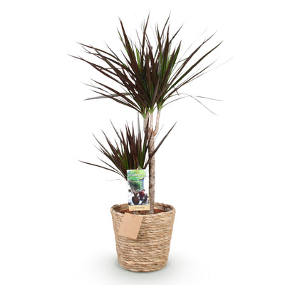 Dracaena Magenta Zimmerpflanze mit Korb, 90-100cm, pflegeleicht