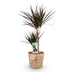 Dracaena Magenta Zimmerpflanze mit Korb, 90-100cm, pflegeleicht Bild 2