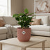 Coffea Arabica Topf ELHO Vibes Fold 14cm rosa Bild 3