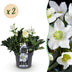 Weihnachtsrose 'Christmas Carol' - 2 Pflanzen im 17cm Topf Bild 1