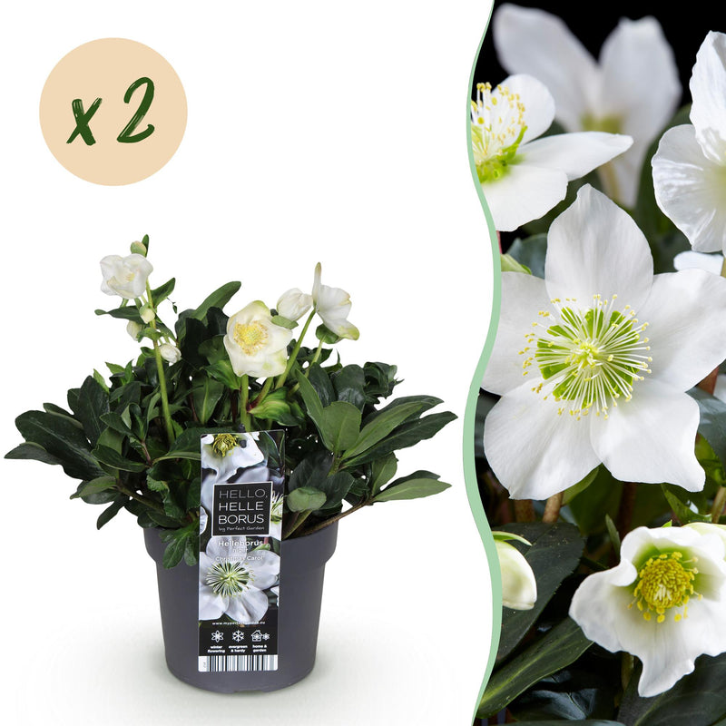Weihnachtsrose 'Christmas Carol' - 2 Pflanzen im 17cm Topf