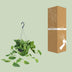 Scindapsus Pictus Argyraeus - Ø15cm - ↕25cm - Ø15cm - ↕25cm Bild 4