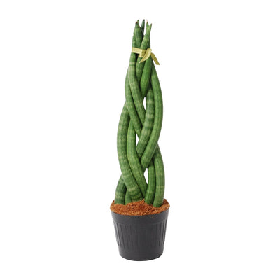 Sansevieria cylindrica 'Twist' (40 cm) - Moderne Bogenhanf-Zierpflanze