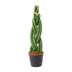 Sansevieria cylindrica 'Twist' (40 cm) - Moderne Bogenhanf-Zierpflanze Bild 1