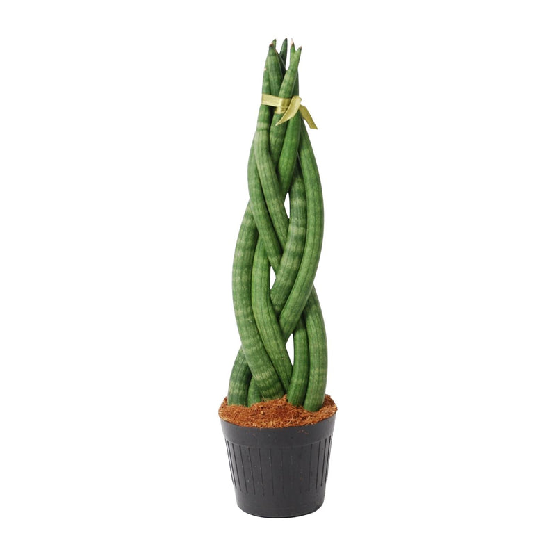 Sansevieria cylindrica 'Twist' (40 cm) - Moderne Bogenhanf-Zierpflanze