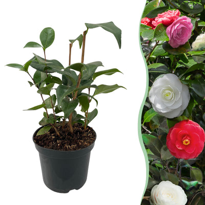 Camelia japonica Tricolour: Immergrüner Strauch mit 3-farbiger Blüte