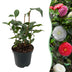 Camelia japonica Tricolour: Evergreen shrub with 3-colored flowers Bild 1