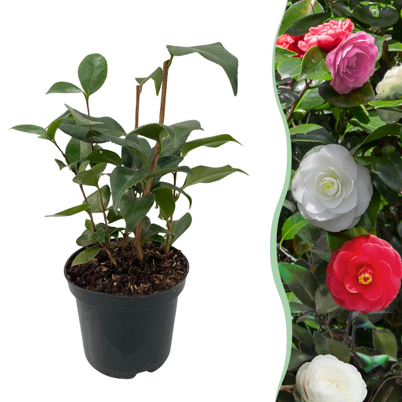 Camelia japonica Tricolour: Evergreen shrub with 3-colored flowers