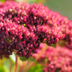 60x Sedum 'Matrona' - 10-25cm hoch, Ø9cm Topf Bild 6