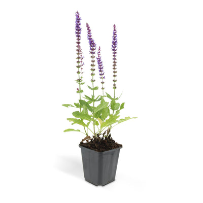 Salvia nem. 'Ostfriesland' - 10-25cm - Ø9cm Topf