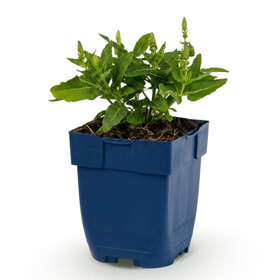 Green boutiQ - Perennials - Salvia nem. Sense Deepl Blue - Sage - Bee and Butterfly Attractor - Purple - 1 Plant - 11cm Pot - 15-25cm Height