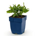 Green boutiQ - Stauden - Salvia nem. Sense Deepl Blue - Salbei - Bienen- und Schmetterlingsanwerfer - Lila - 1 Pflanze - Topf 11cm - Höhe 15-25cm Bild 1