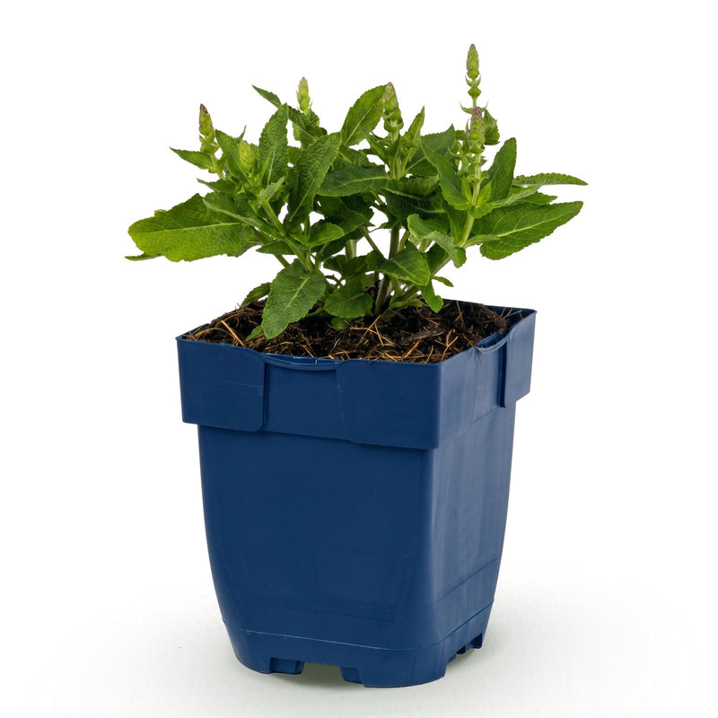 Green boutiQ - Stauden - Salvia nem. Sense Deepl Blue - Salbei - Bienen- und Schmetterlingsanwerfer - Lila - 1 Pflanze - Topf 11cm - Höhe 15-25cm