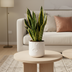 Bogenhanf Sansevieria Futura Superba - Pflegeleicht & Dekorativ Bild 4