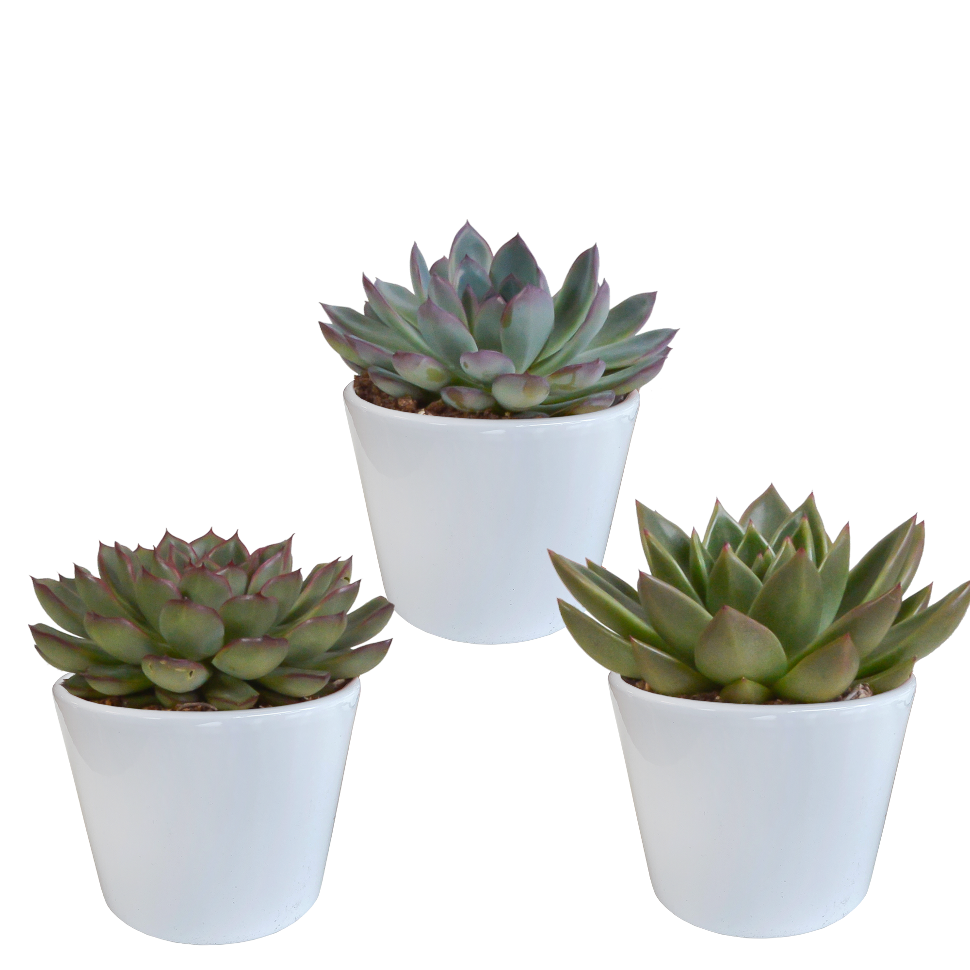 Echeveria-Mix 10,5 cm - 3x - in witte pot