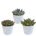 Echeveria-Mix 3er Set (10,5cm Topf) im weißen Übertopf Bild 6