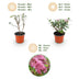 Buddleja Butterfly Candy Little Pink: 3x Butterfly Bush, pink, 12cm Pot Bild 4