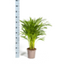 Dypsis Areca Lutescens: Üppige Goldpalme Ø19cm, 80-100cm hoch Bild 2