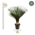 Yucca Rostrata, 130-150 cm, Ø50: Exotische Eleganz für Ihr Zuhause Bild 2