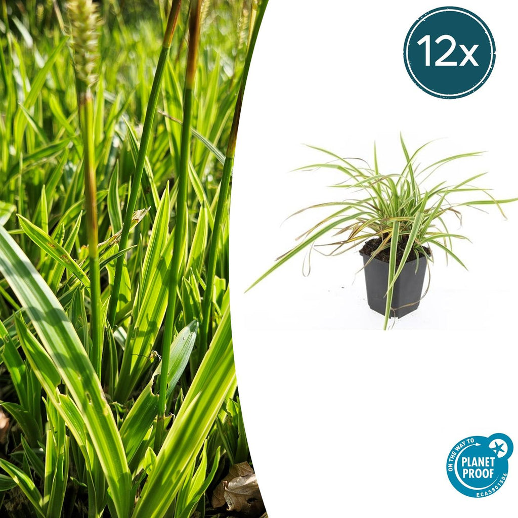 12x Japan-Segge 'Aureovariegata' – 10-25cm – Ø9cm