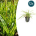 12x Japan-Segge 'Aureovariegata' – 10-25cm – Ø9cm Bild 1