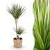Dracaena Marginata Bicolor: Drachenbaum mit Korb, 90-100cm Bild 2