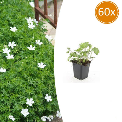 60x Geranium sanguineum 'Album' - Blühende Bodendeckerstaude, 10-25cm