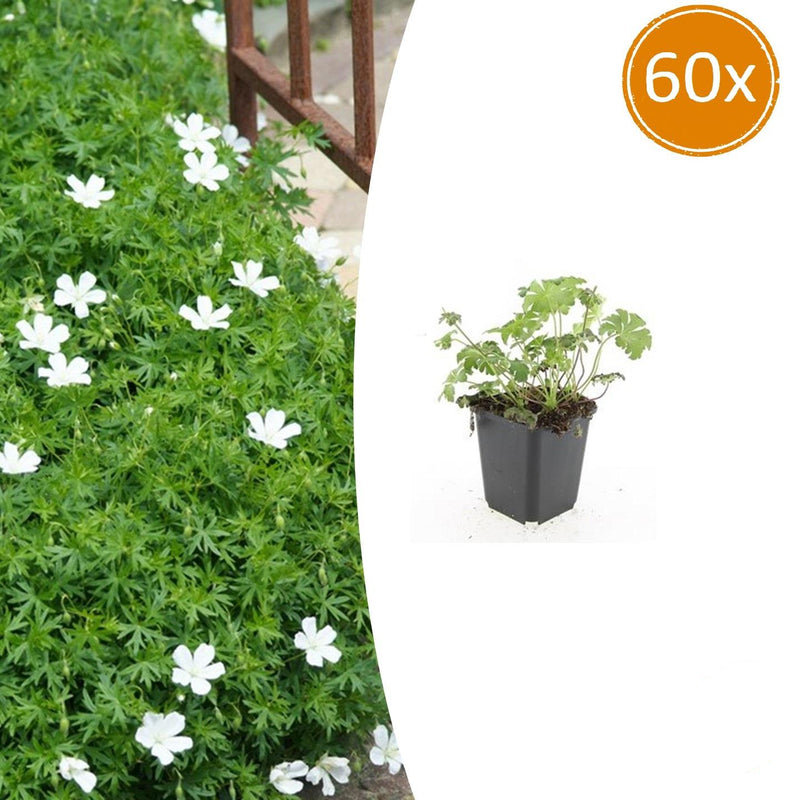 60x Geranium sanguineum 'Album' - Blühende Bodendeckerstaude, 10-25cm