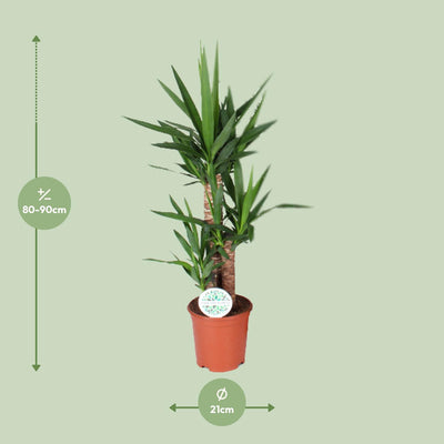 Yucca Pflanze im 21cm Topf, ca. 90cm hoch