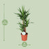 Yucca plant in a 21cm pot, approx. 90cm high Bild 2
