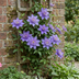 2x Clematis Multi Blue - Waldrebe Multi Blue - Blau - Kletterpflanze - Ø9cm - ↕35cm Bild 4