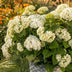 Hydrangea Arborescens FlowerWOW: Winter-hardy white hydrangea, 14cm pot Bild 5