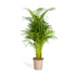 Dypsis Areca Lutescens (Goldpalme) Ø21cm, 100-120cm Bild 1