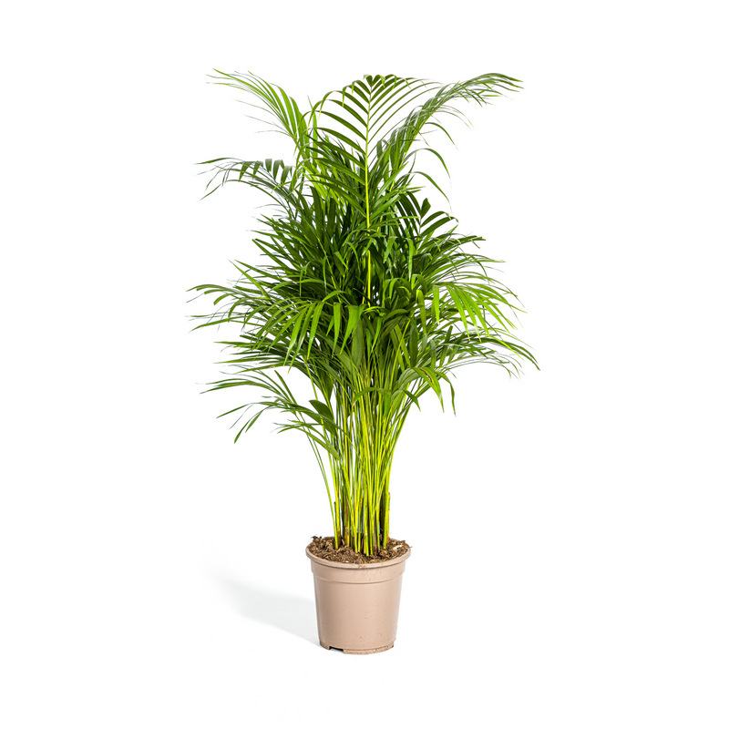 Dypsis Areca Lutescens (Goldpalme) Ø21cm, 100-120cm