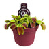 Venusfliegenfalle (Dionaea Muscipula) im Ø12cm Topf Bild 1