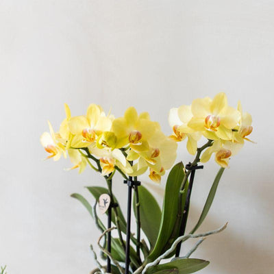 Kolibri Orchids | Gelbe Albenga Orchidee + Bold Cognac Übertopf – Topfgröße Ø9cm | blühende Zimmerpflanze – frisch vom Züchter