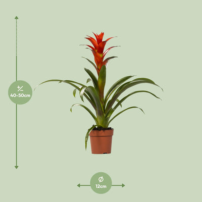 Guzmania Ostara - 45cm hoch, Ø12cm Topf