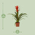 Guzmania Ostara - 45cm hoch, Ø12cm Topf Bild 2