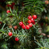 GreenboutiQ - 6x Eibe (Taxus baccata) - 60cm - Heckenpflanze Bild 6