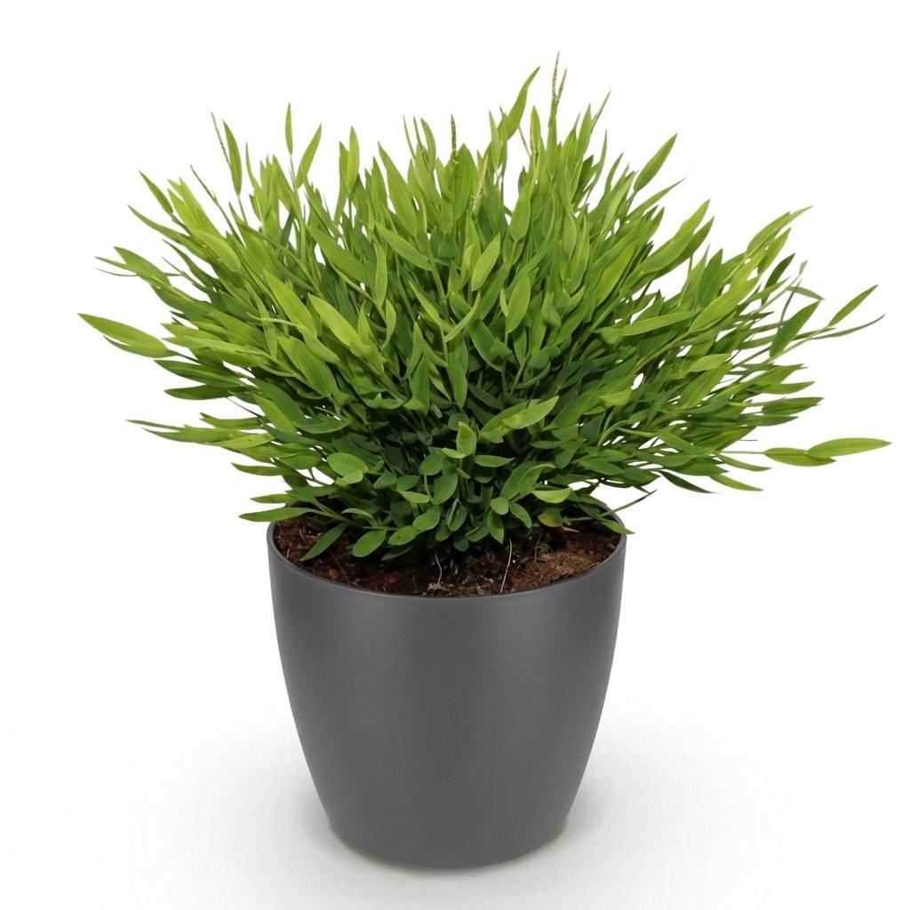 Dracaena surculosa