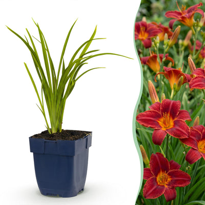 Green boutiQ - Perennial - Hemerocallis Autumn Red - Daylily - Bee and Butterfly Attractors - Red - 3 Plants - Pot 11cm - Height 15-25cm