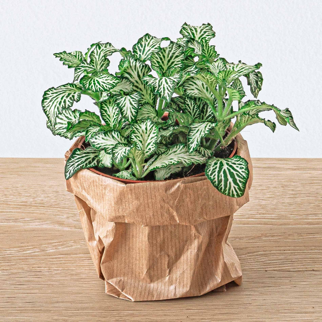 Planten terrarium navulling & Startpakket - 5 planten