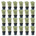 Green boutiQ - 24x Ilex crenata Covenxa - Japanische Stechpalme - Heckenpflanzen - Immergrün - Grün - Topf 9cm - Höhe 20-30cm Bild 10