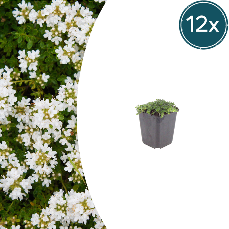 Thymus praecox 'Albiflorus' in a 9cm pot: Robust ground cover for sunny locations