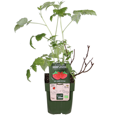 Bio Himbeere 'Malling Promise' - Ø13cm - ↕45cm
