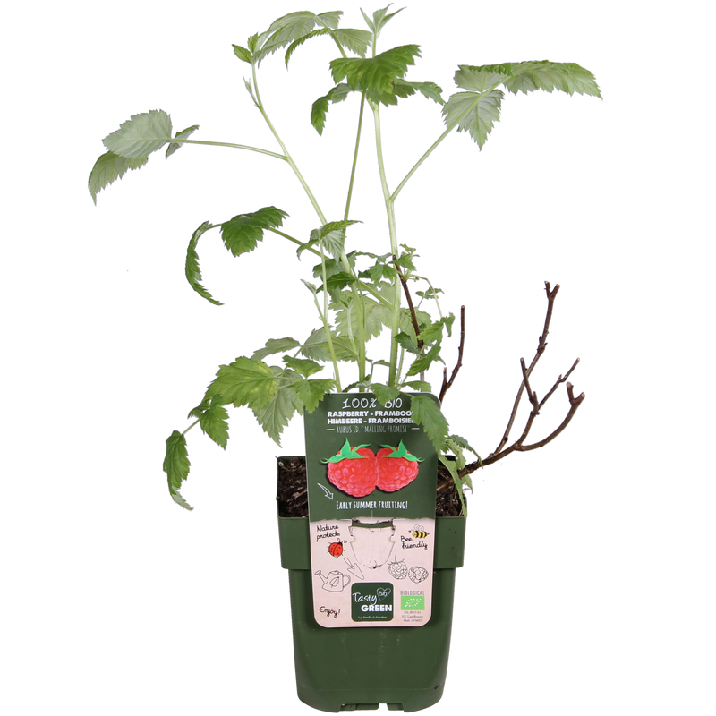 Bio Himbeere 'Malling Promise' - Ø13cm - ↕45cm