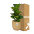 Ficus Lyrata Bambino im Topf ELHO Vibes Fold 14cm gelb Bild 4