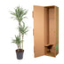 Dracaena White Stripe, 150cm, Ø24cm Topf Bild 4