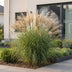 Green boutiQ - Gräser - Miscanthus sin. Gracillimus - Pampasgras - Mit Blüte - Grün - 12 Pflanzen - Topf 11cm - Höhe 15-25cm Bild 6